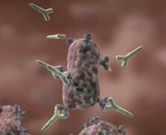 Antistoffen hechten aan ziektekiem. Daarna kunnen witte bloedcellen deze ziektekiem afdoden.