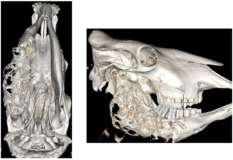 Links: CT opname van onderaf gezien. Rechter mandibula (links op de foto) aangetast en linker mandibula (rechts op de foto), ter vergelijking, is gezond. Rechts: CT opname vanaf de rechterzijde met de aangetaste kaakhelft.
